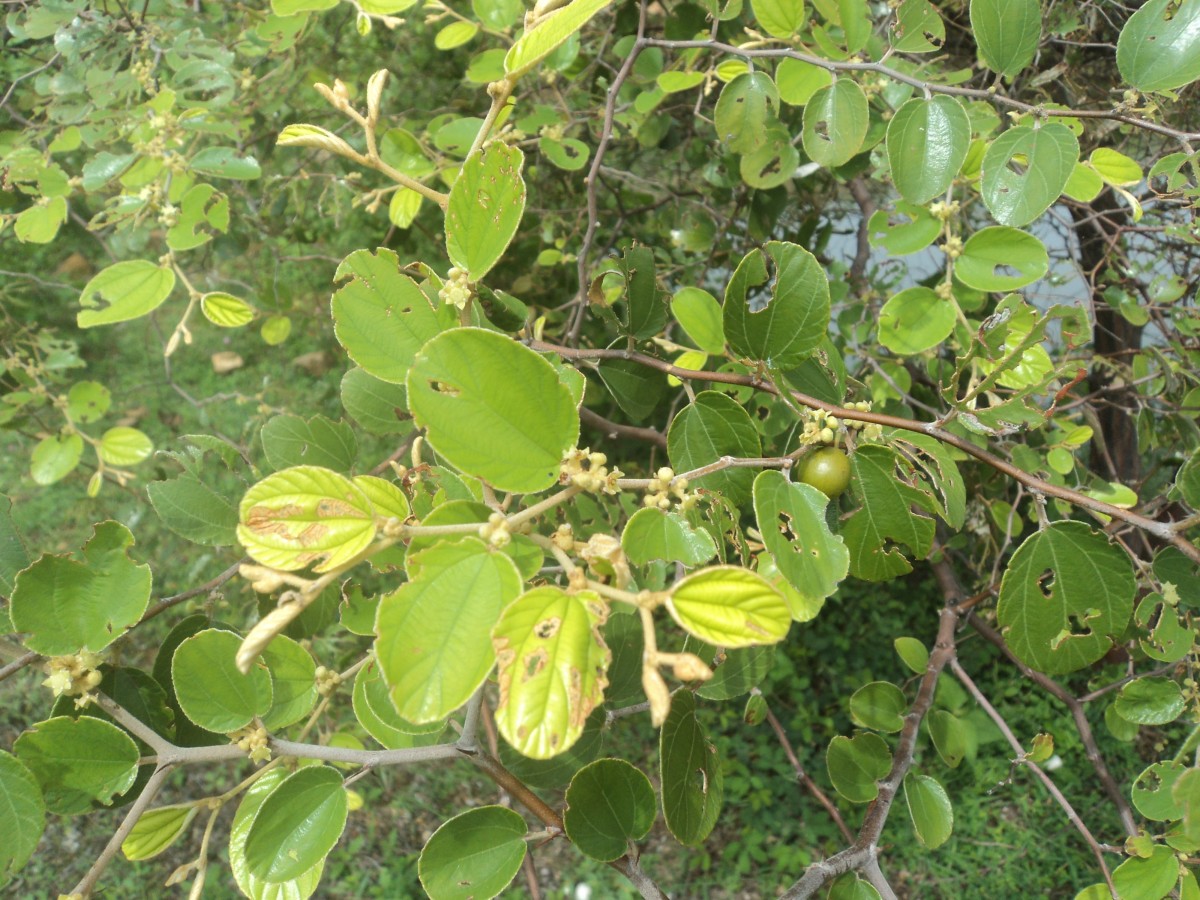 Ziziphus mauritiana Lam.